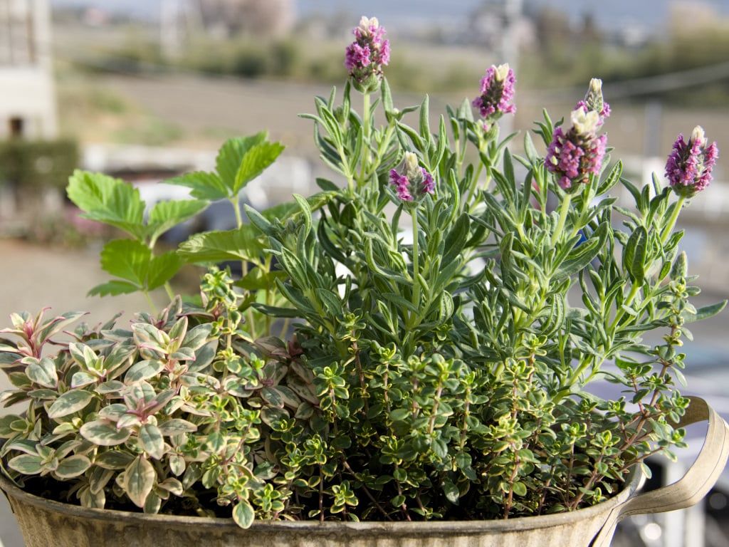 春の寄せ植え その１ ジミ蘭が好き