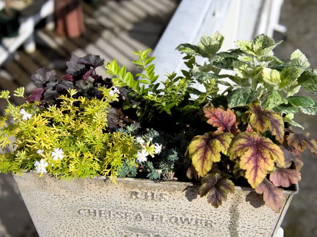 寄せ植え　ヒューケラ　カラーリーフ