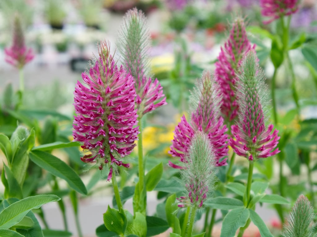 トリフォリウム ルーベンス ジミ蘭が好き