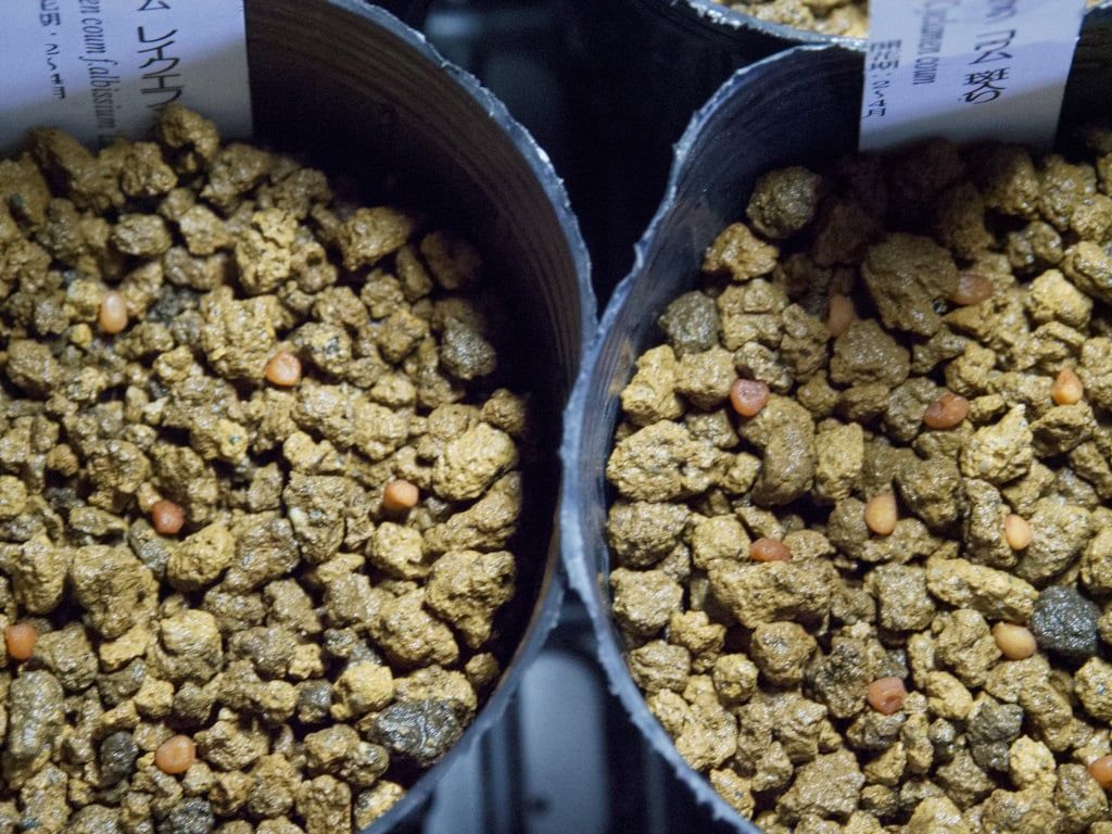 シクラメンのタネ蒔き ジミ蘭が好き シクラメンのタネ蒔き ジミ蘭が好き