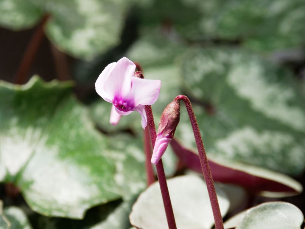 コウムの花 ジミ蘭が好き