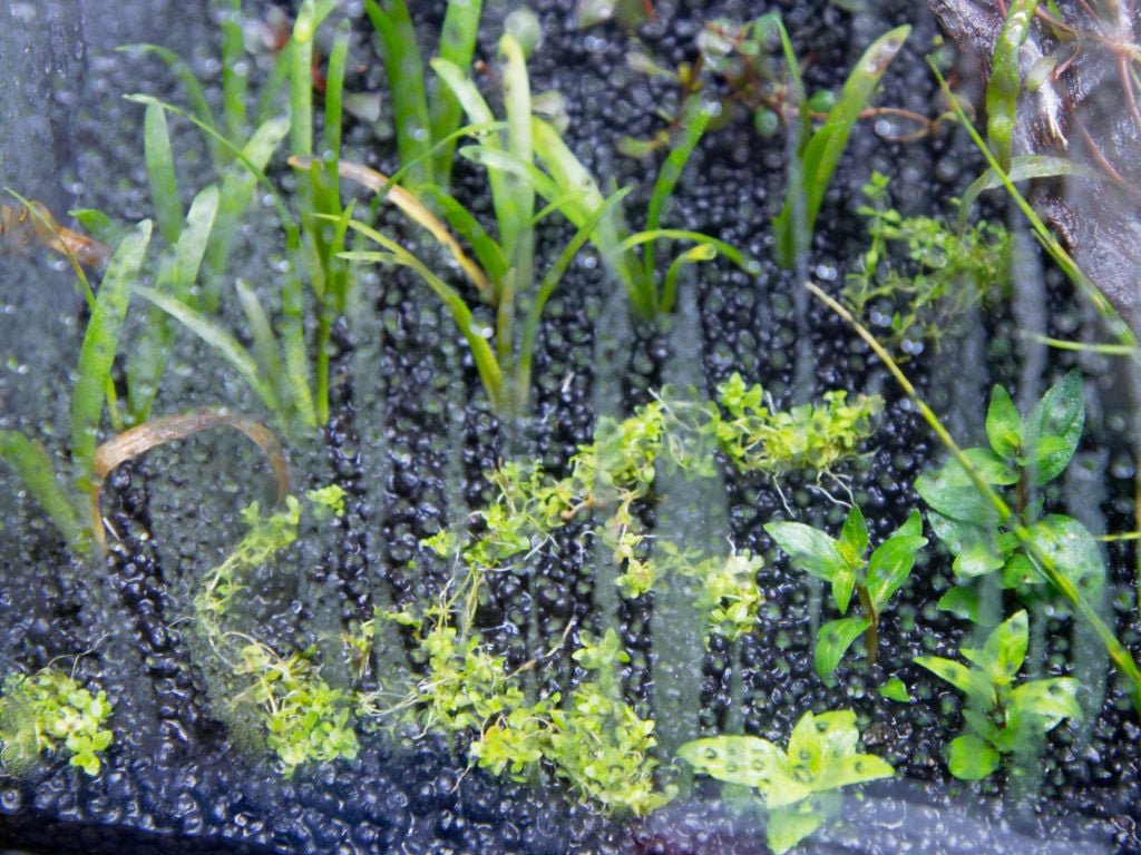 ミスト式立ち上げ１ｗ ジミ蘭が好き