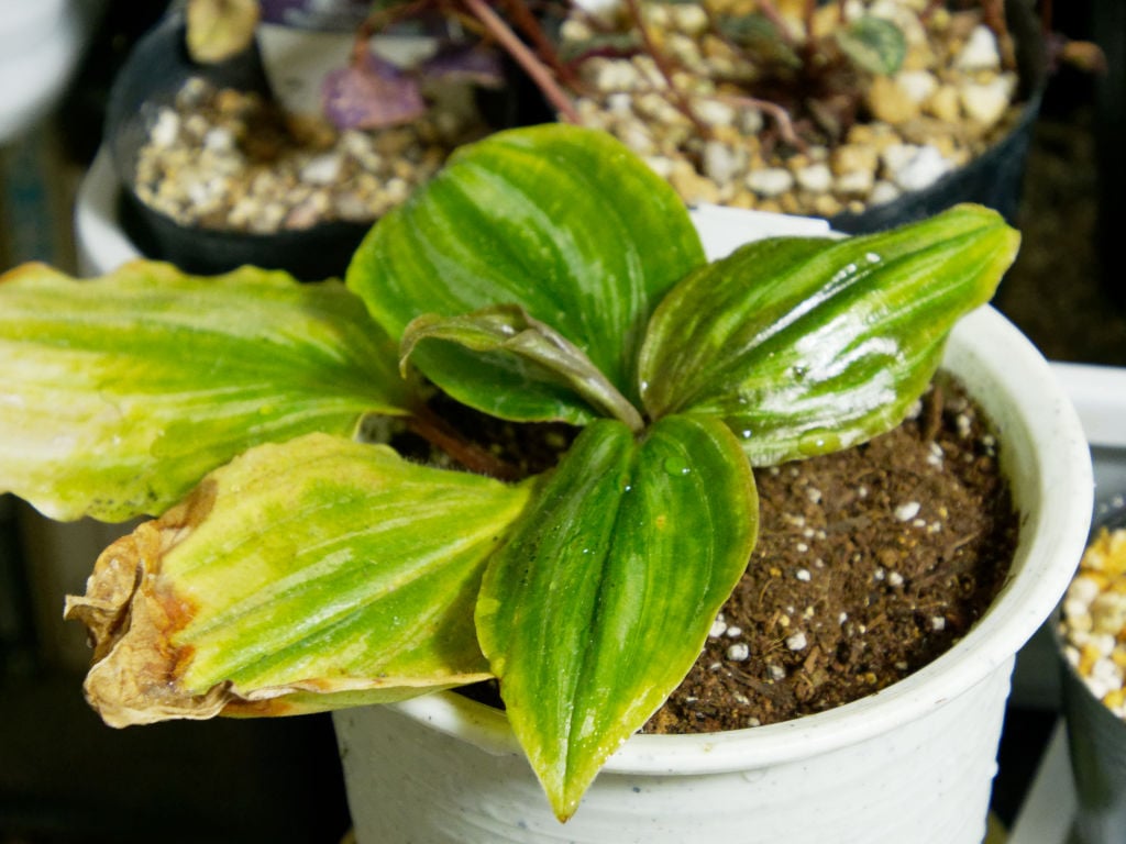 スパソリリオンの植え替え ジミ蘭が好き スパソリリオンの植え替え ジミ蘭が好き