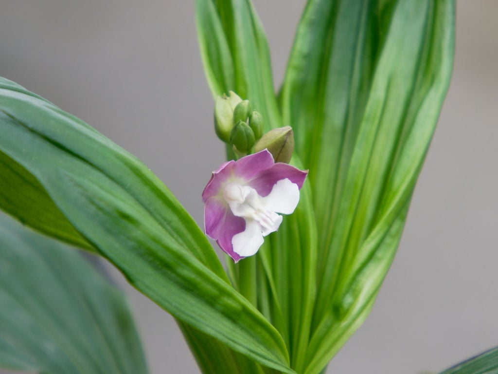 清風x夢紫宝の初開花