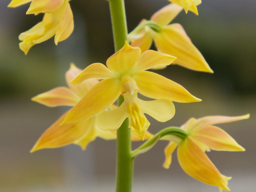 九州産エビネ1の花