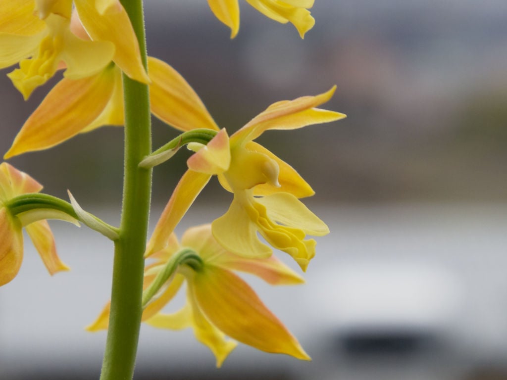 九州産エビネ1の花横