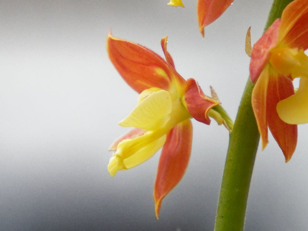 九州産エビネ2の花横
