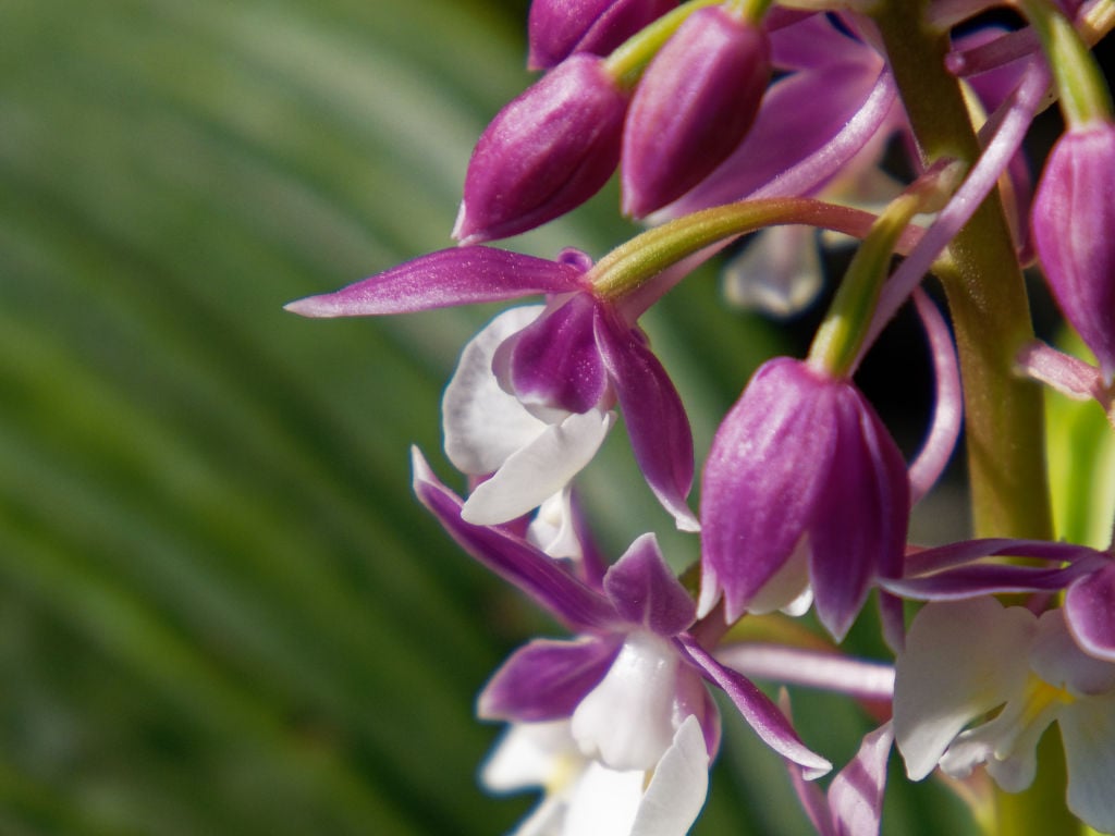 ニオイエビネ「御代の旗」の花横