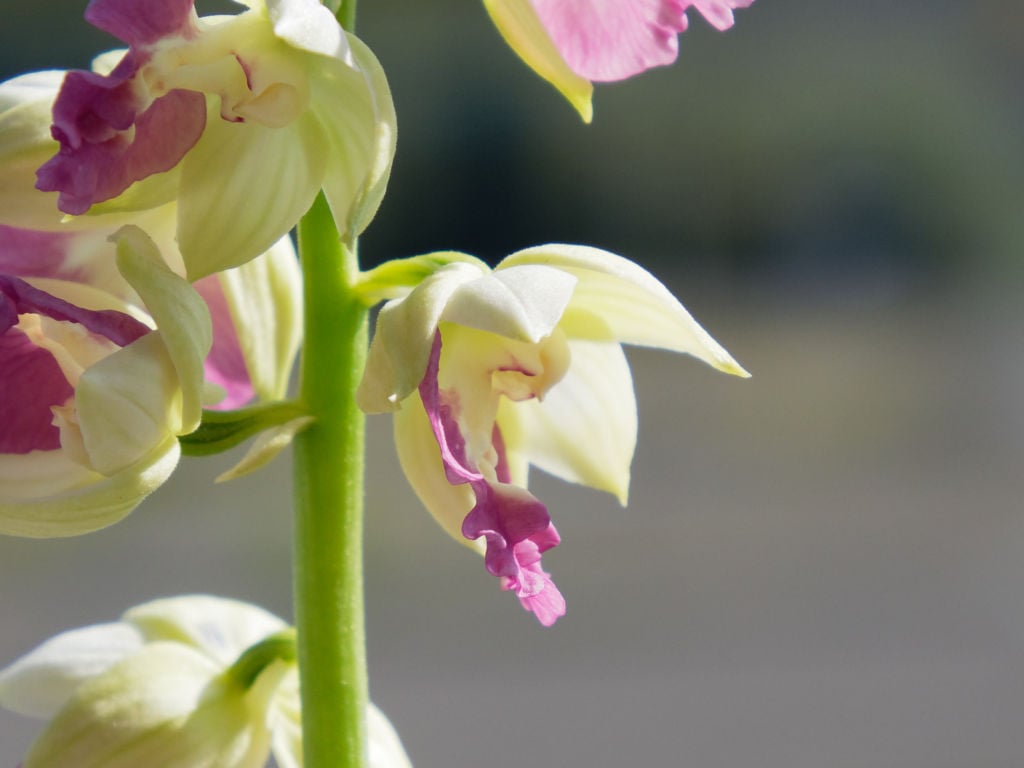 有楽x群青の花横