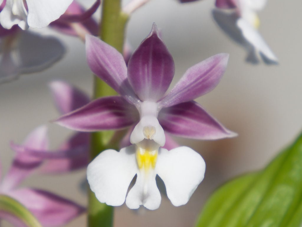 ニオイエビネ「紫聖殿」の花
