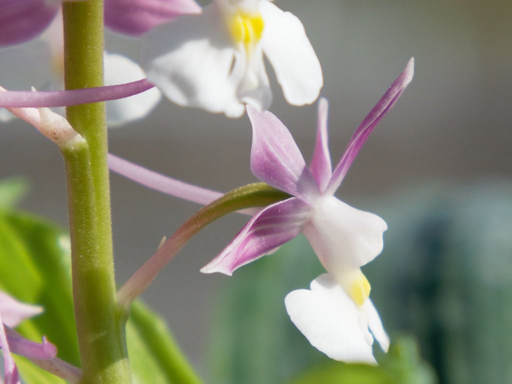 ニオイエビネ「紫聖殿」の花横