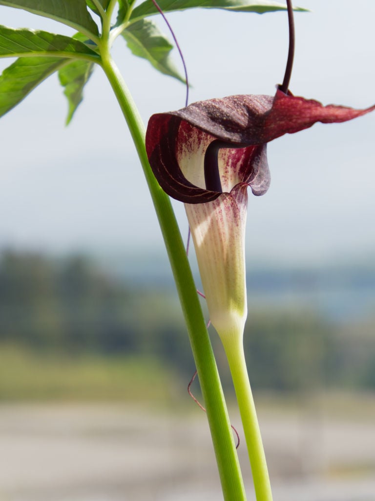 パンダ系実生の花