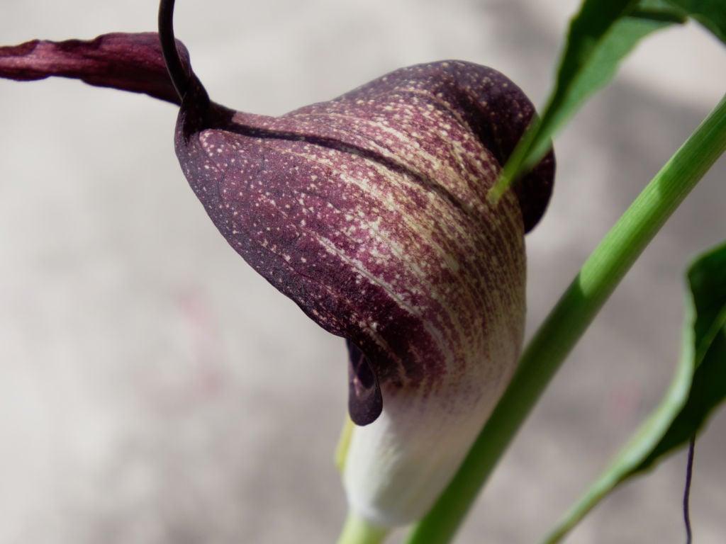 パンダ系実生の花の背側