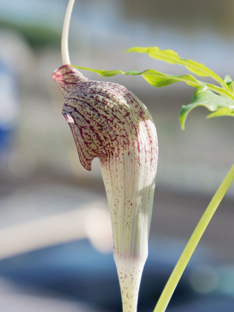 三重県産ワインレッドの花背側