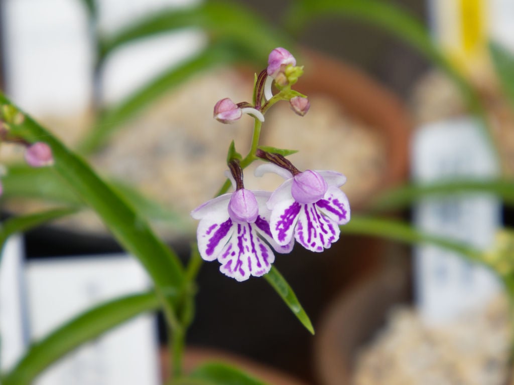 サツマチドリ斑紋花