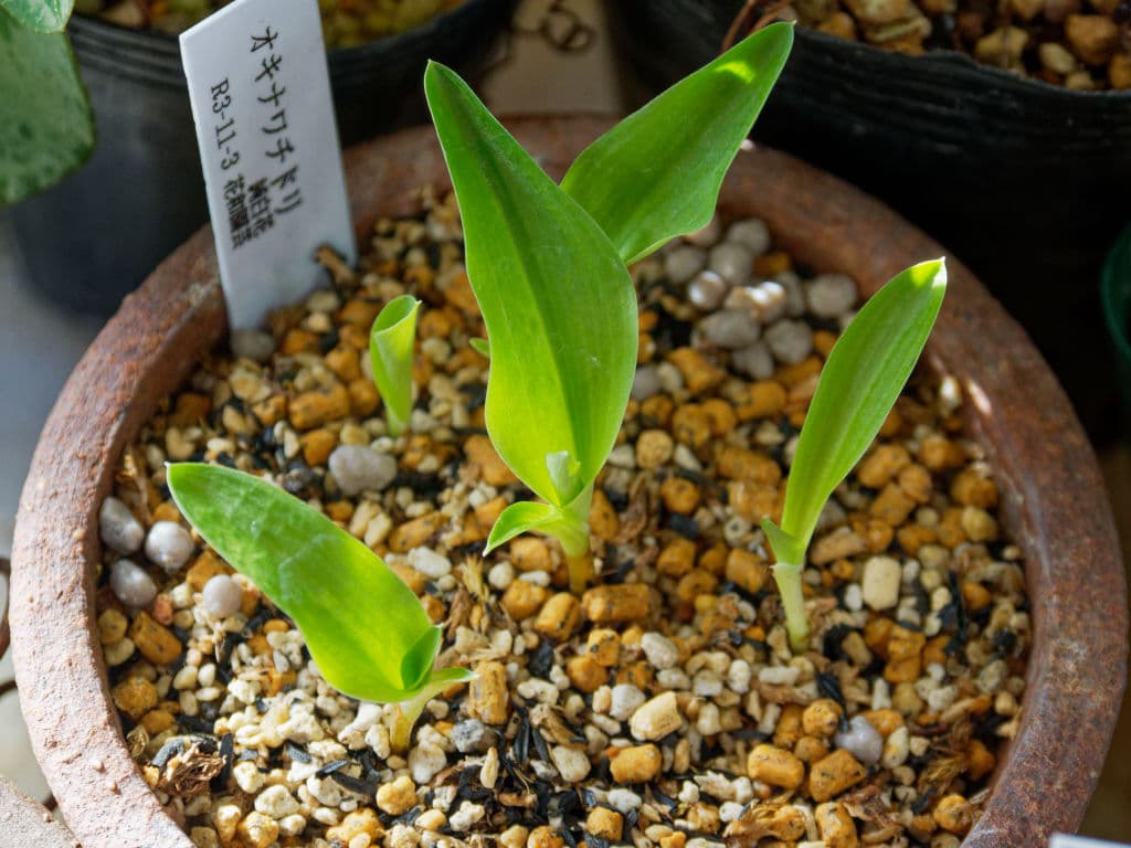 オキナワチドリ純白花