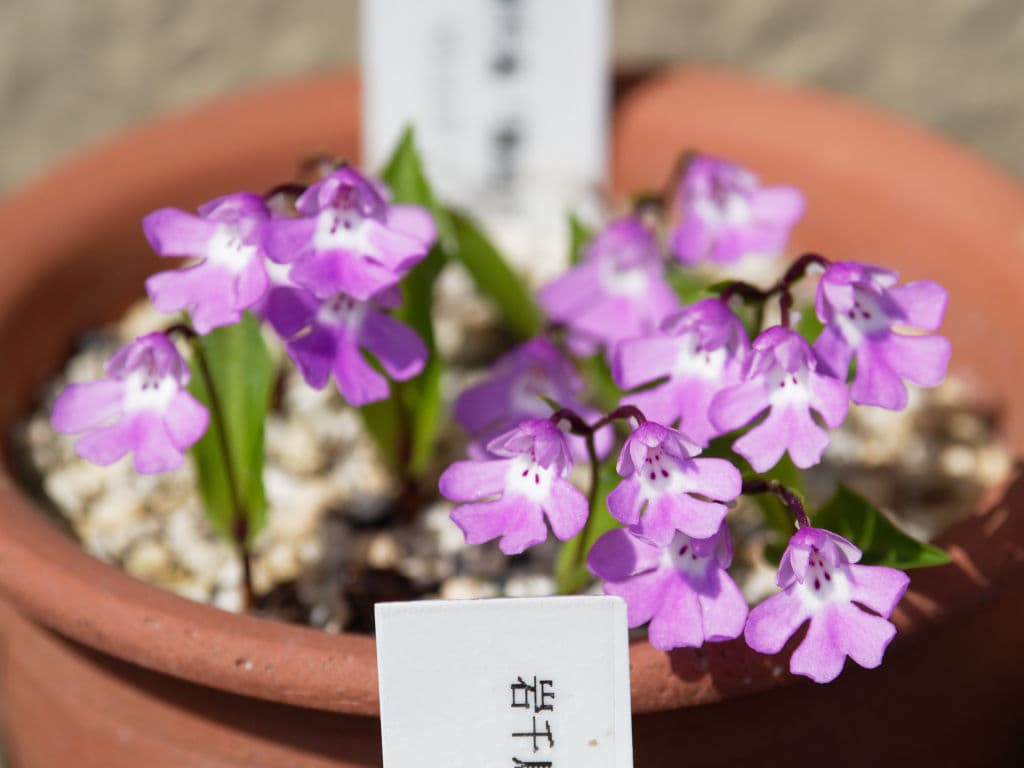 岩千鳥・扇満月
