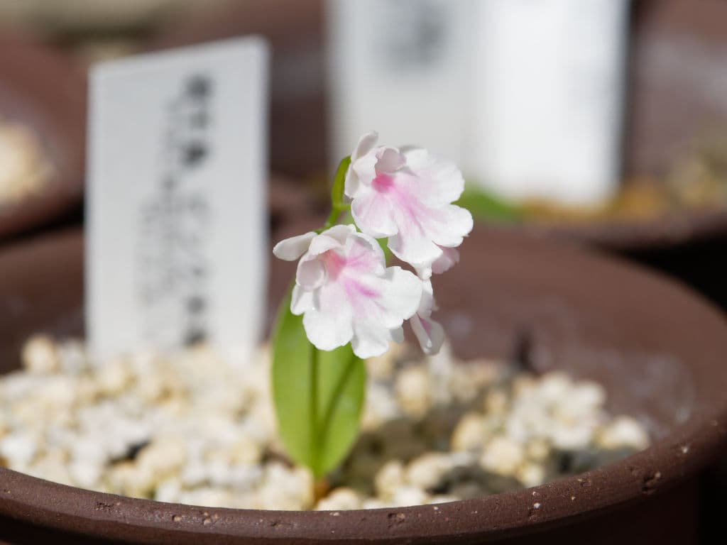 岩千鳥・ピンク花