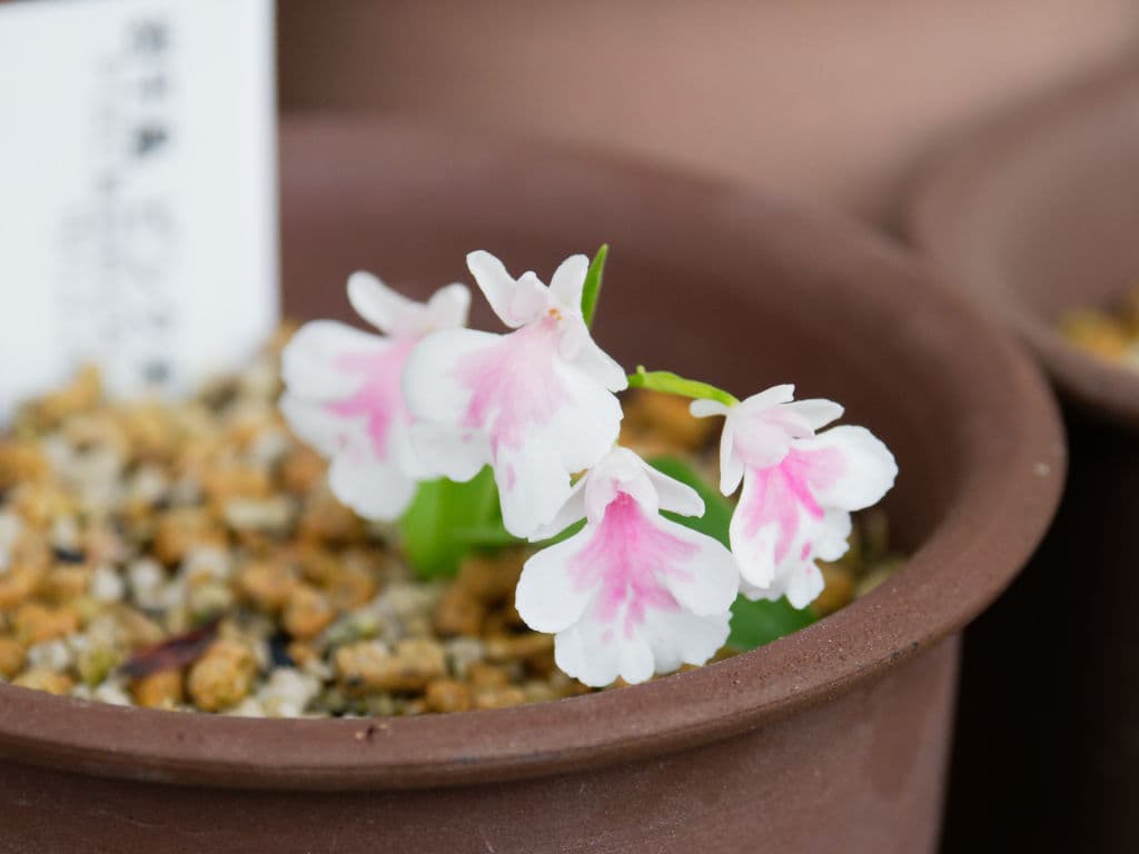 岩千鳥・ピンク斑紋花