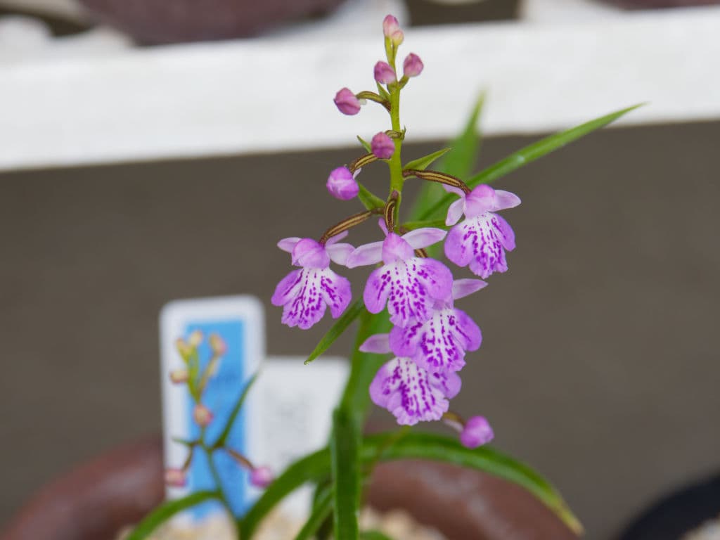 クロカミラン霧点花