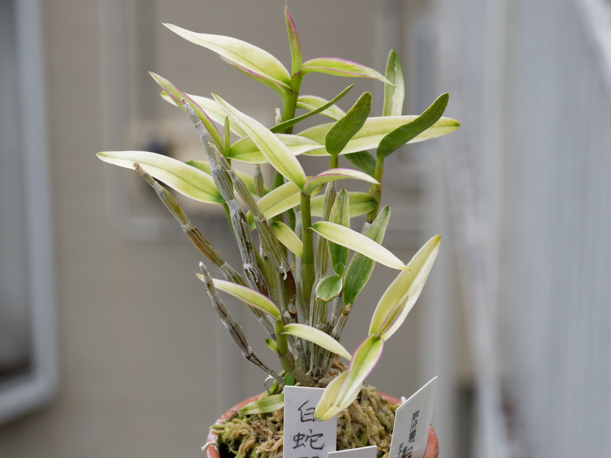 長生蘭　【宝冠】　　　長生蘭最上級品種　5バルブ内葉芽2バルブ　斑入り 銘品 長生蘭 【宝冠】 長生蘭最上級品種 5バルブ内葉芽2バルブ 斑入り 銘