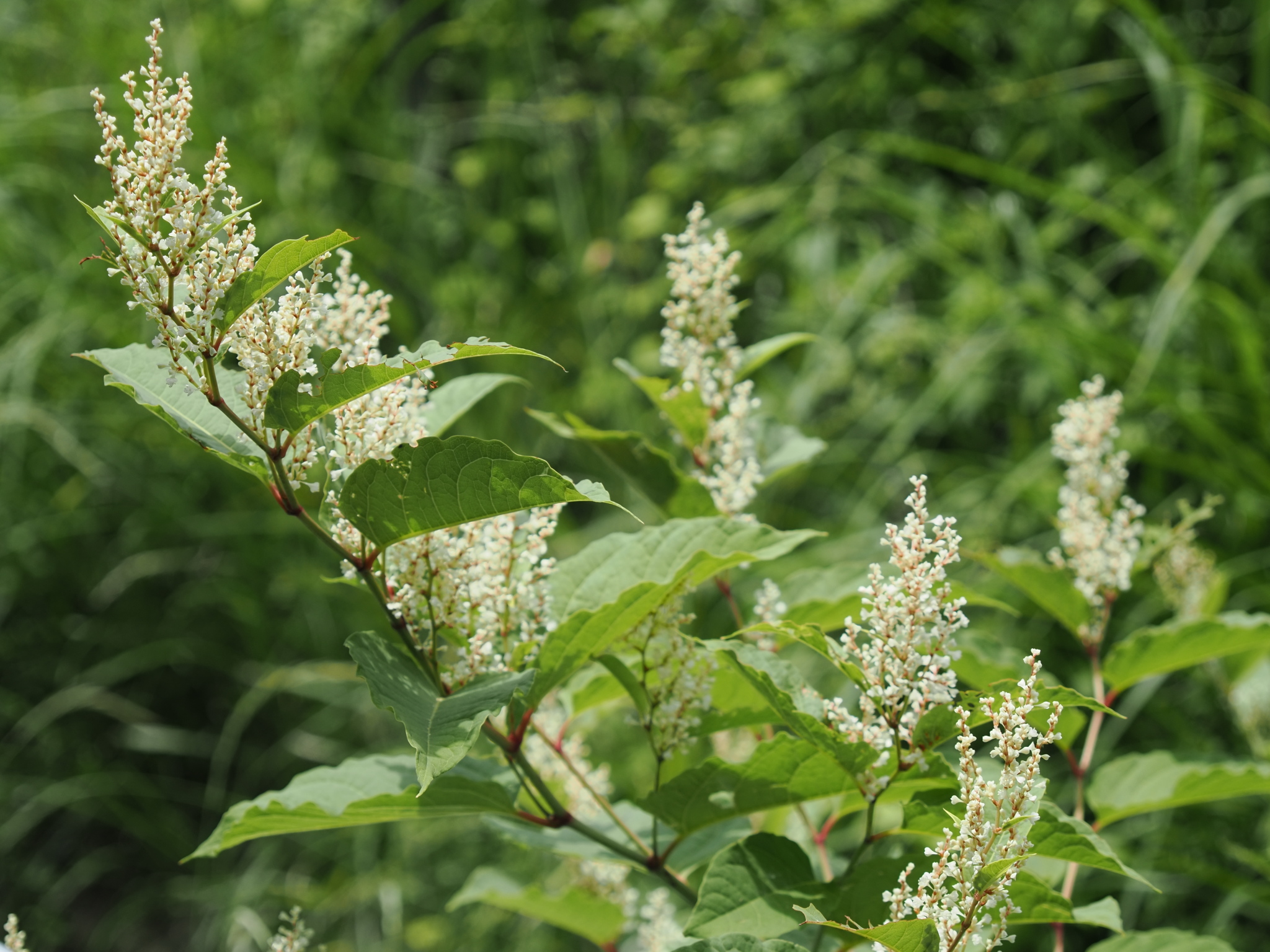 イタドリの花 | ジミ蘭が好き！