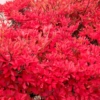 Thumbnail of related posts 190