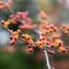 Thumbnail of related posts 174