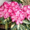 Thumbnail of related posts 148
