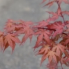 Thumbnail of related posts 040