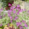Thumbnail of related posts 173