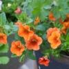 Thumbnail of related posts 159