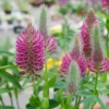 Thumbnail of related posts 089