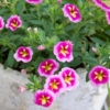Thumbnail of related posts 181