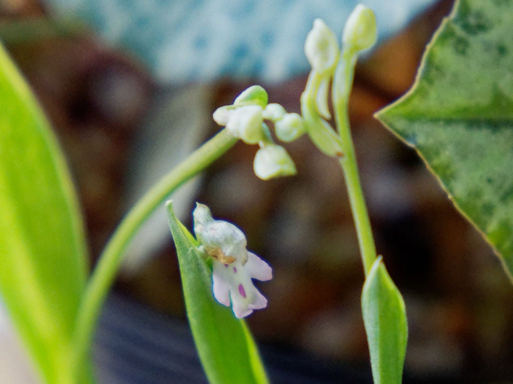 オキナワチドリ「綾雲」の花