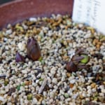デュメトルム・ダブルの芽だし