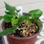 コビトハンゲの鉢植え