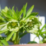 デュメトルム・ダブルの花