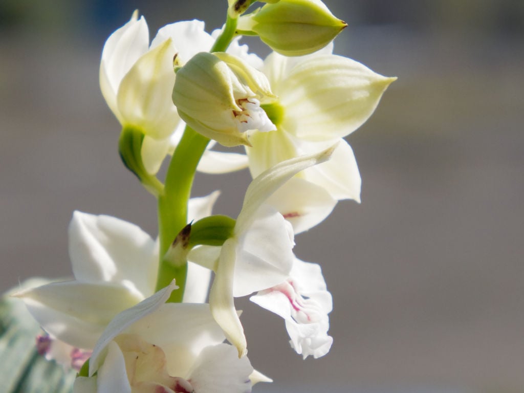 友禅ｘ美舟の花横