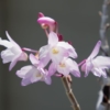 セッコク「紫金剛」の花