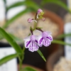サツマチドリ斑紋花