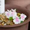 岩千鳥・ピンク斑紋花