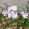 イワチドリ「紀牡丹」