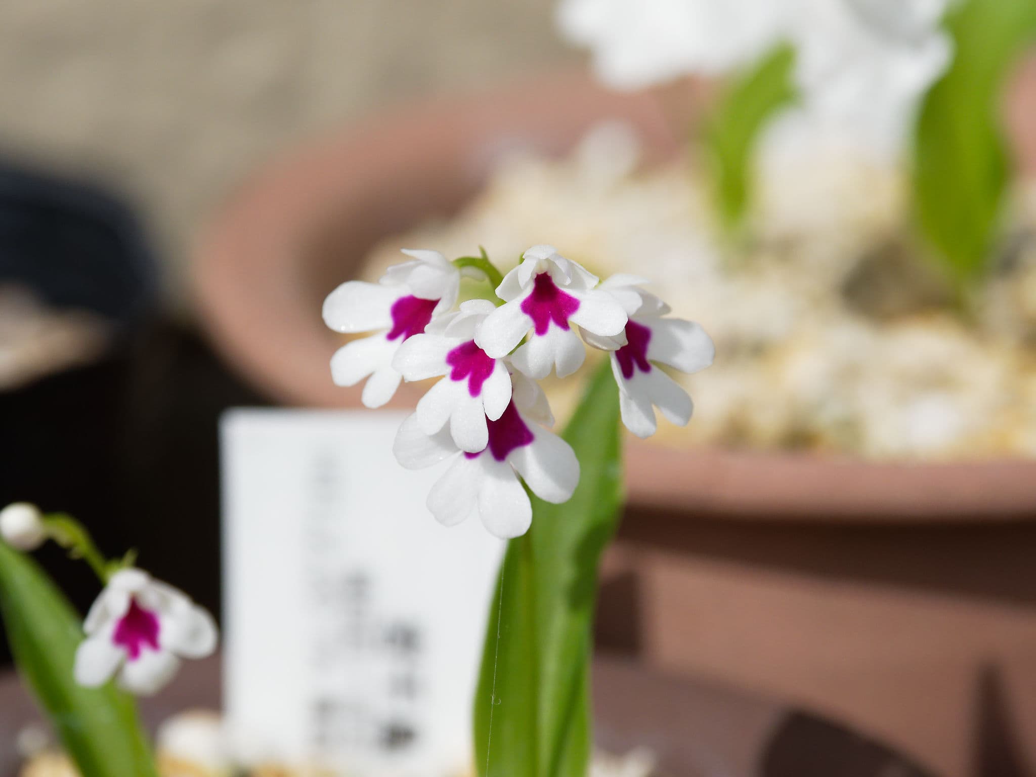 岩千鳥・紫一点