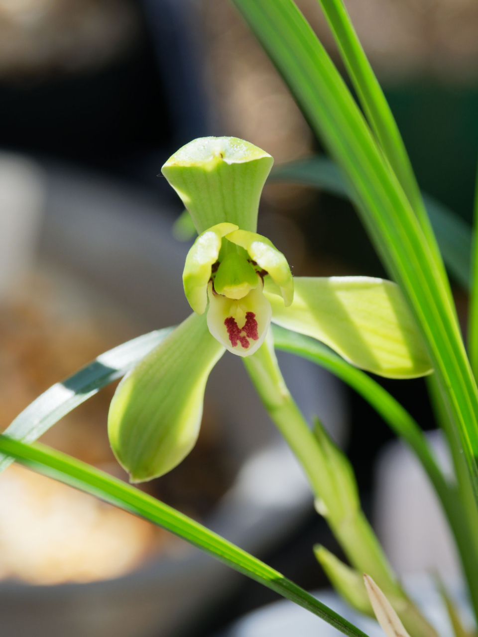 中国春蘭「緑英」の花