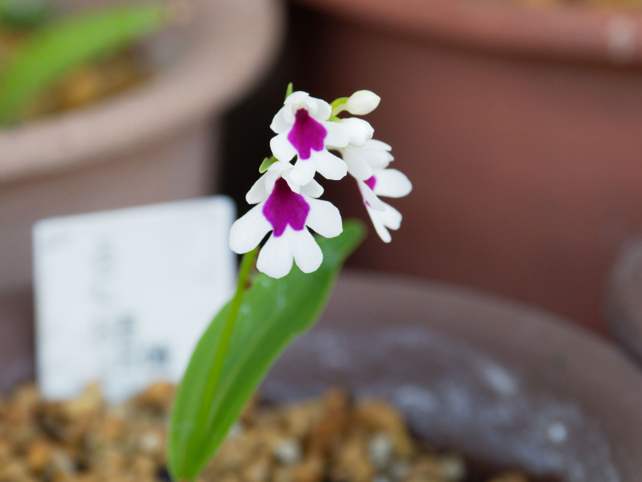 イワチドリ・紫一点花