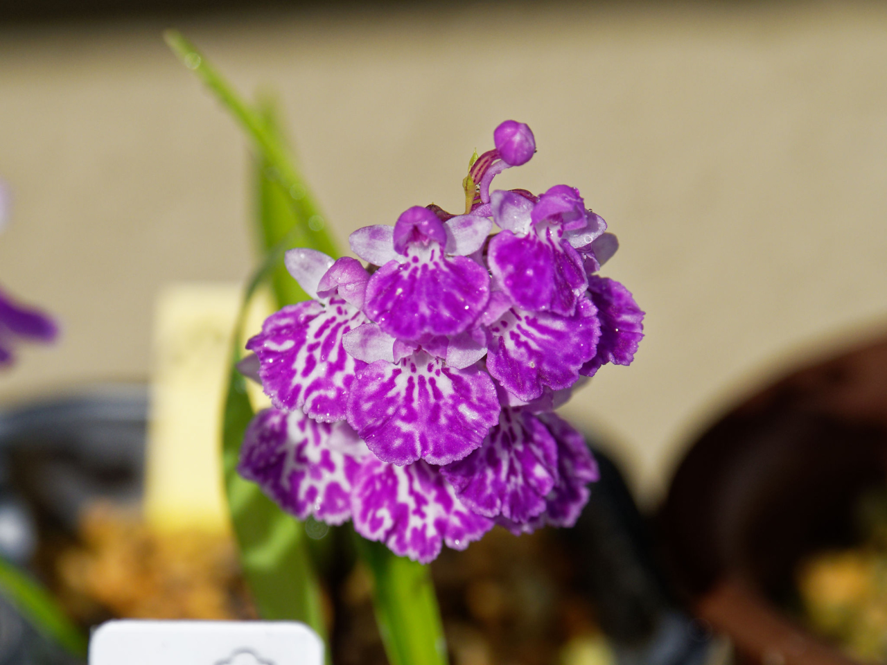 ウチョウラン 円弁模様花