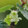 ヤシャビシャクの花