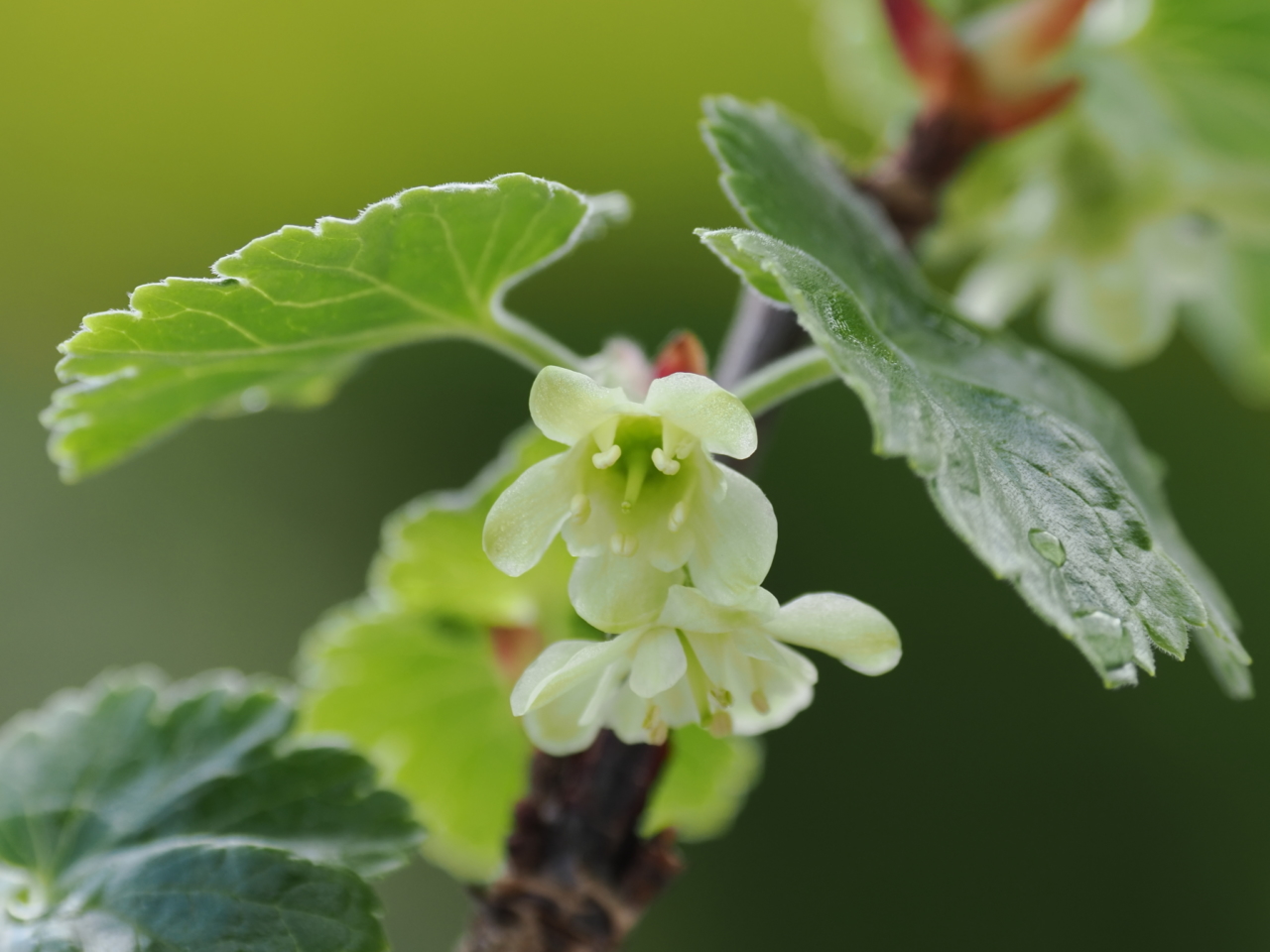 ヤシャビシャクの花