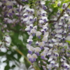 ノダフジの花